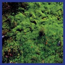  MT. HADAMARD NATIONAL PARK [VINYL] - supershop.sk